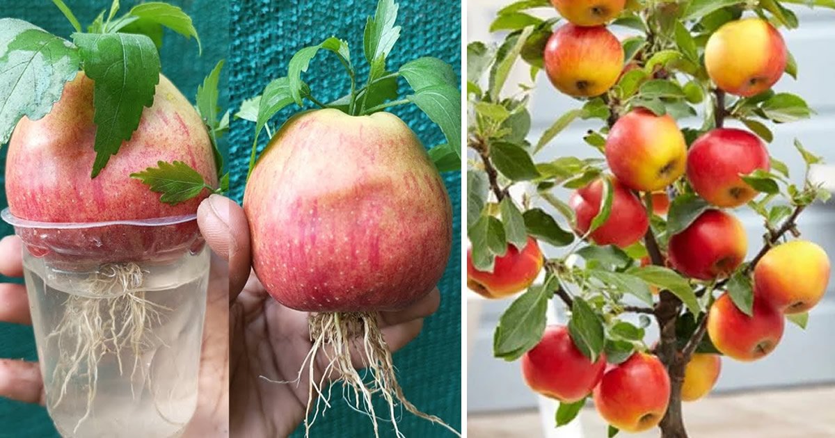 Comment Faire Pousser Un Pommier Partir D Une Graine Et Obtenir Une