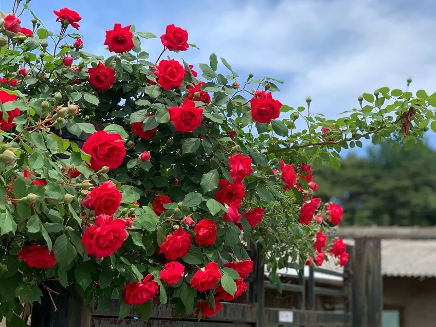 Boutures de roses à partir d une branche comment cultiver des roses à