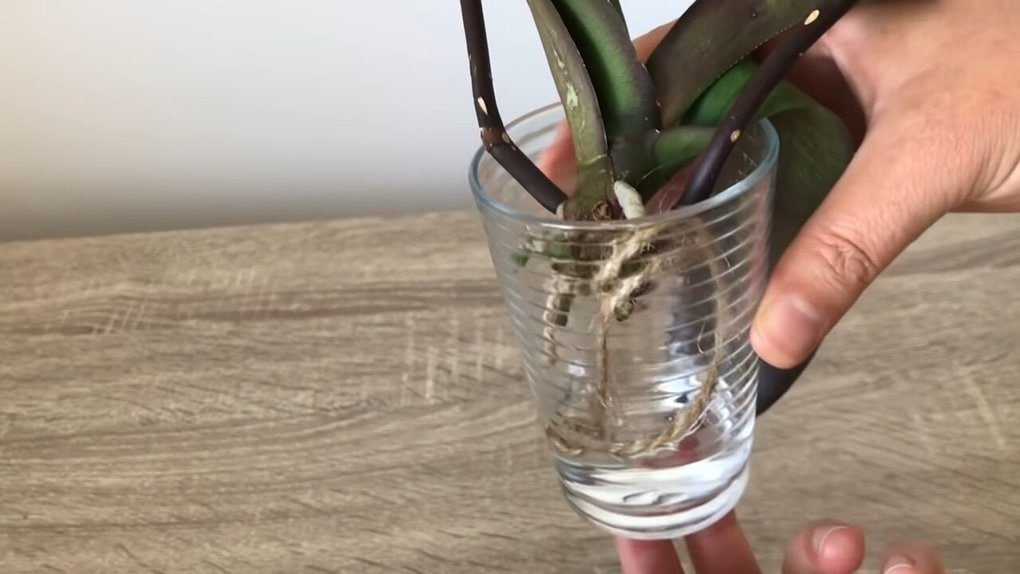 Voici comment sauver une orchidée aux racines pourries UNE CHOSE M’A AIDÉ conseils de jardin