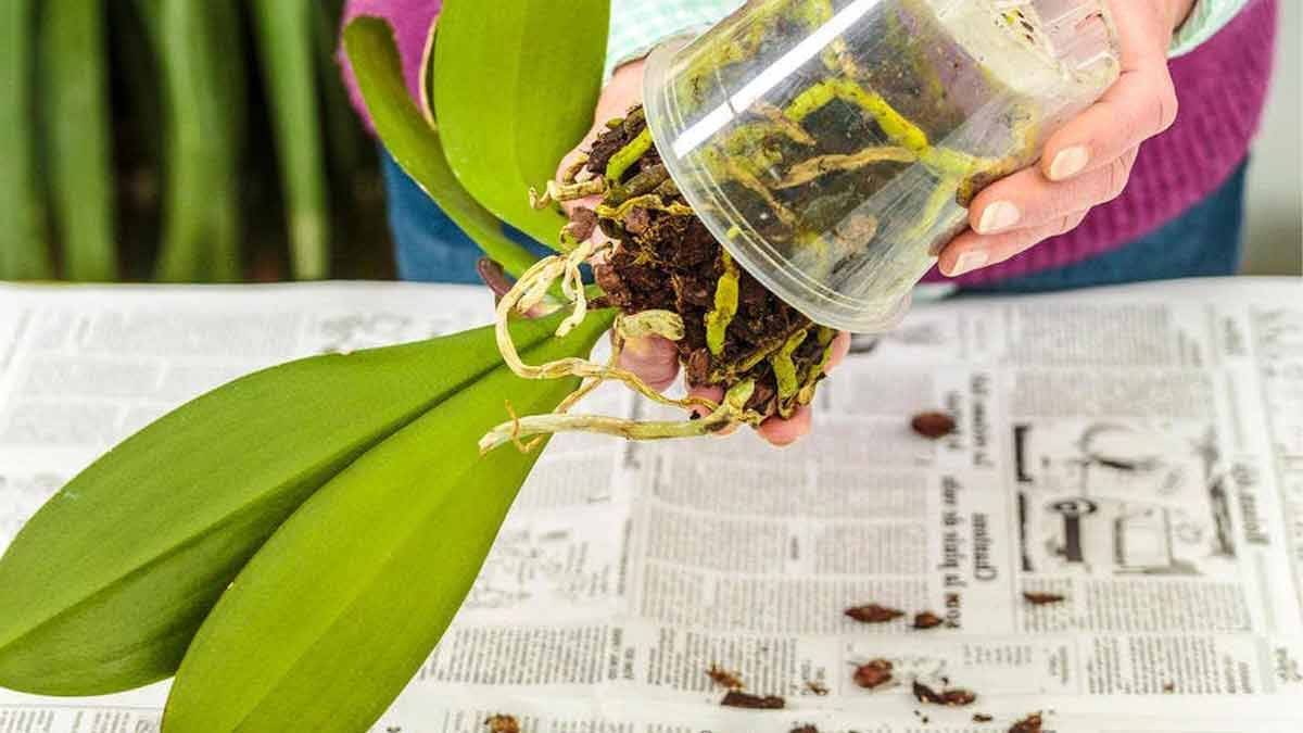 Sauver une orchidée les étapes à suivre conseils de jardin