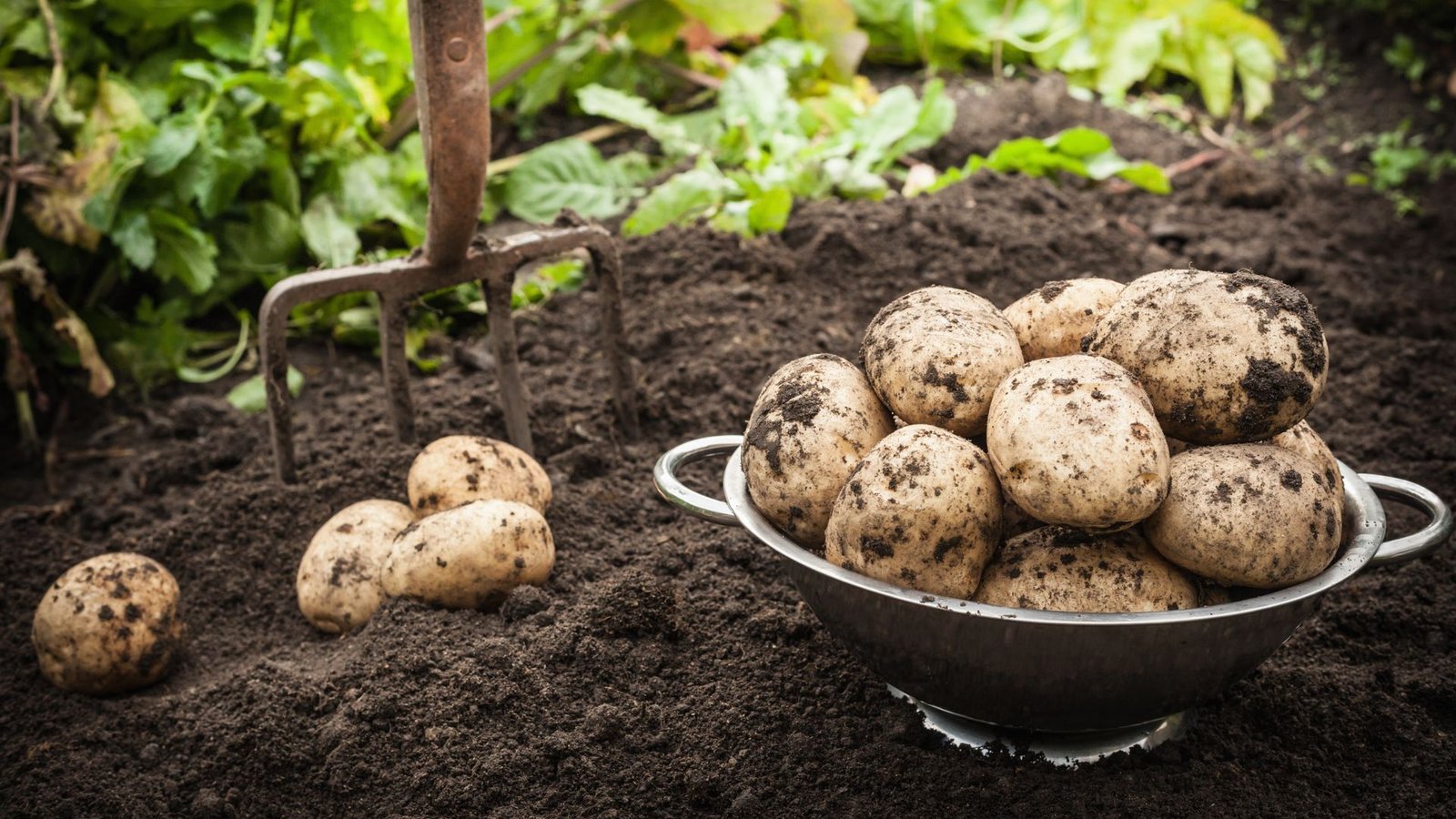 Comment Cultiver Des Pommes De Terre En Pots Et Avoir Un ...