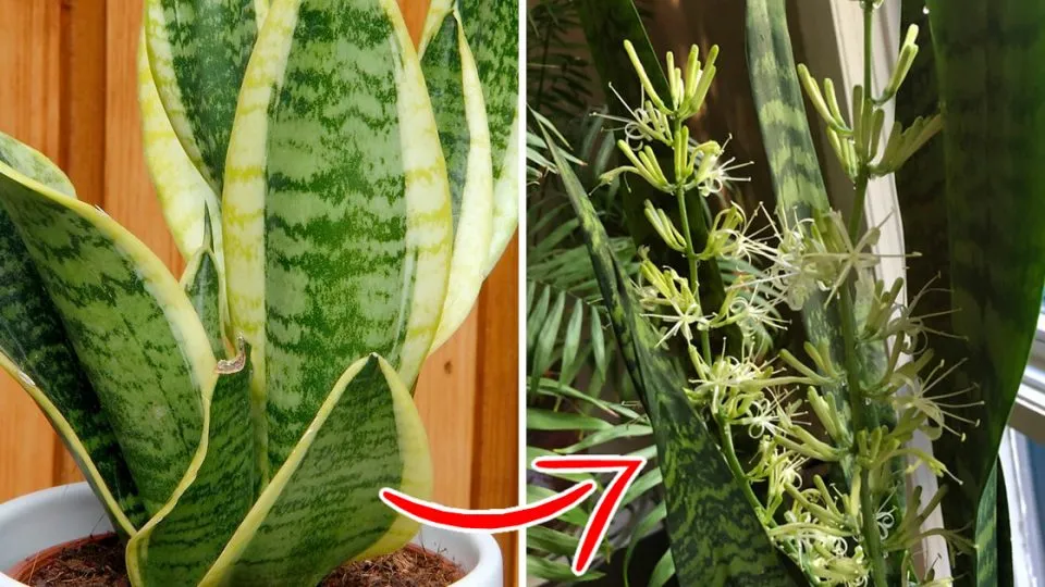 Voici Pourquoi Vous Devriez Avoir Un Sansevieria Dans Votre Maison Et