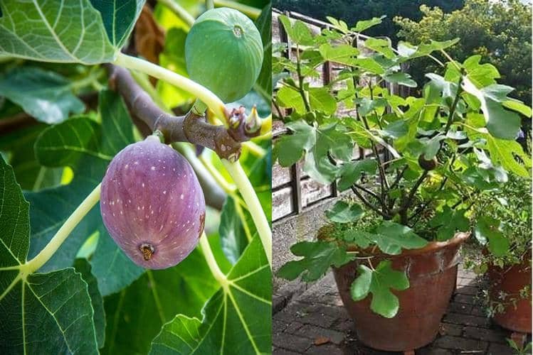 Comment cultiver un figuier en pot conseils de jardin