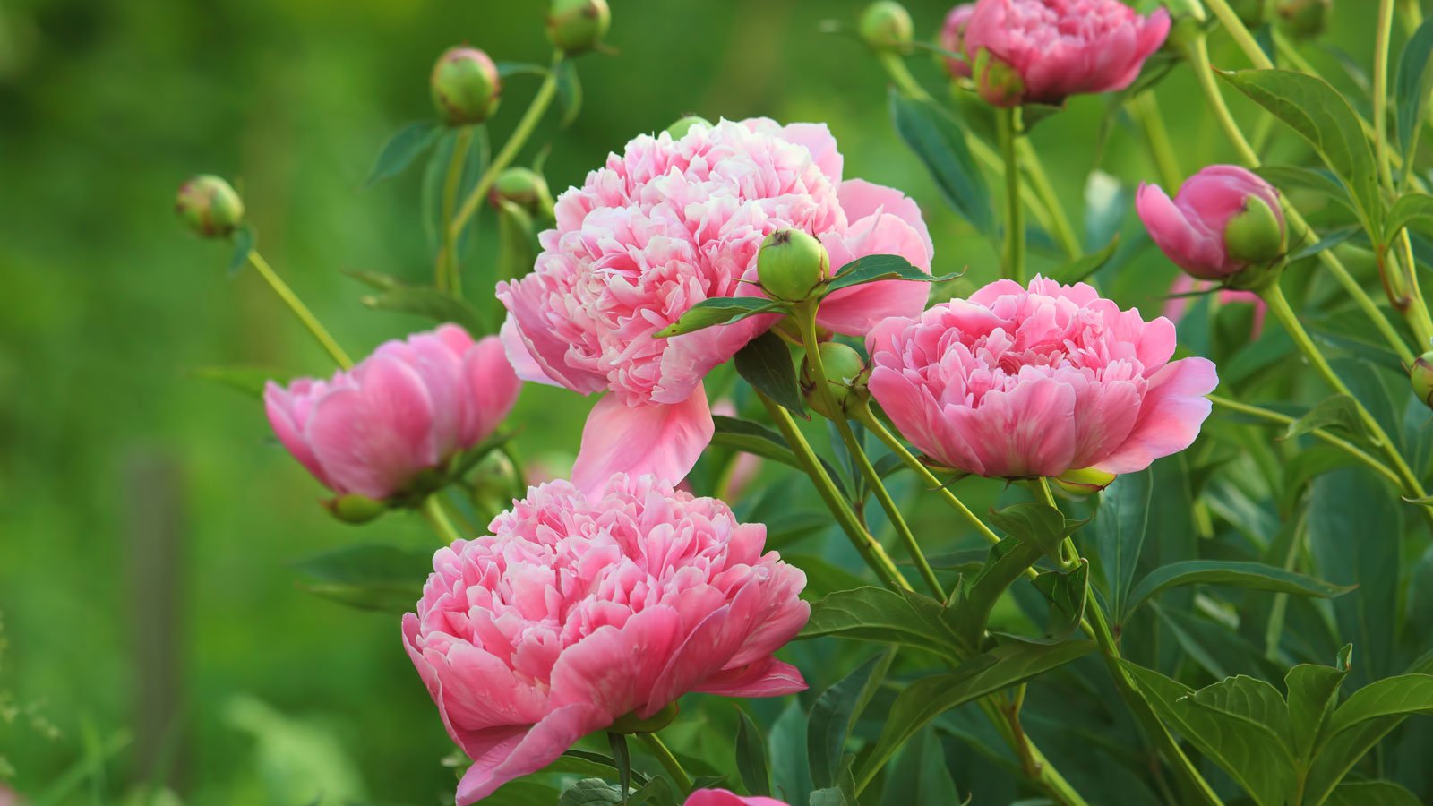 Comment fertiliser vos pivoines dès le printemps pour qu